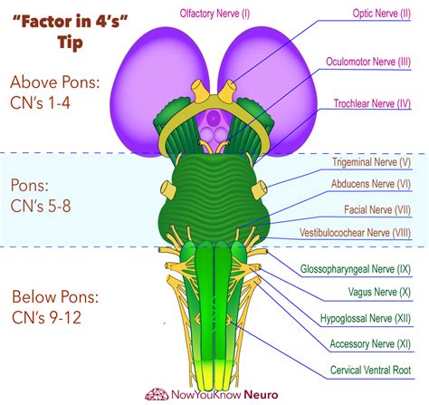 bain stem|which nerves originate from the brain stem.